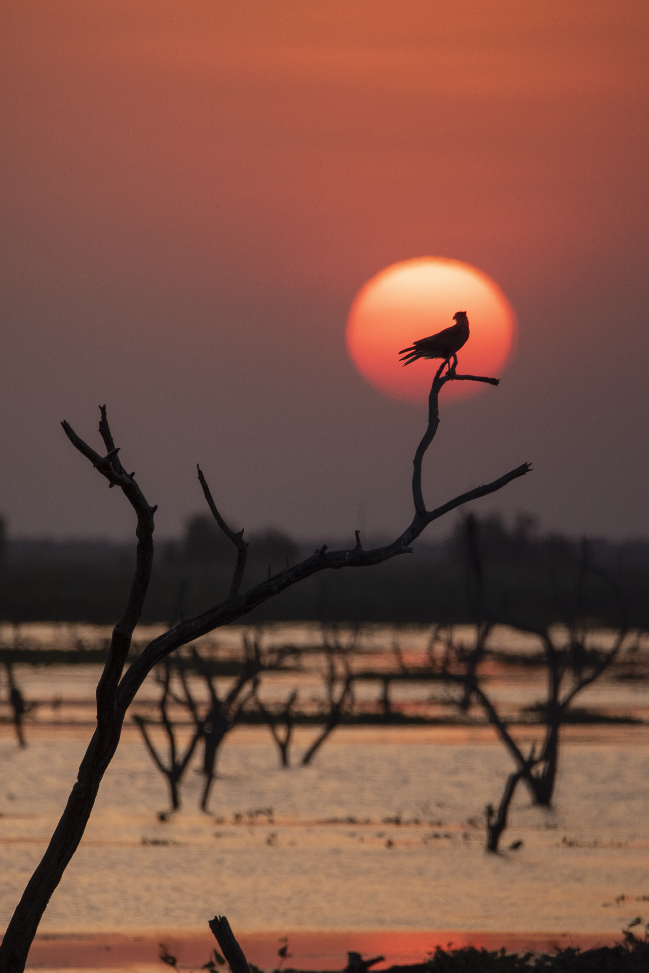 Atardecer en el bañado La Estrella . Formosa.