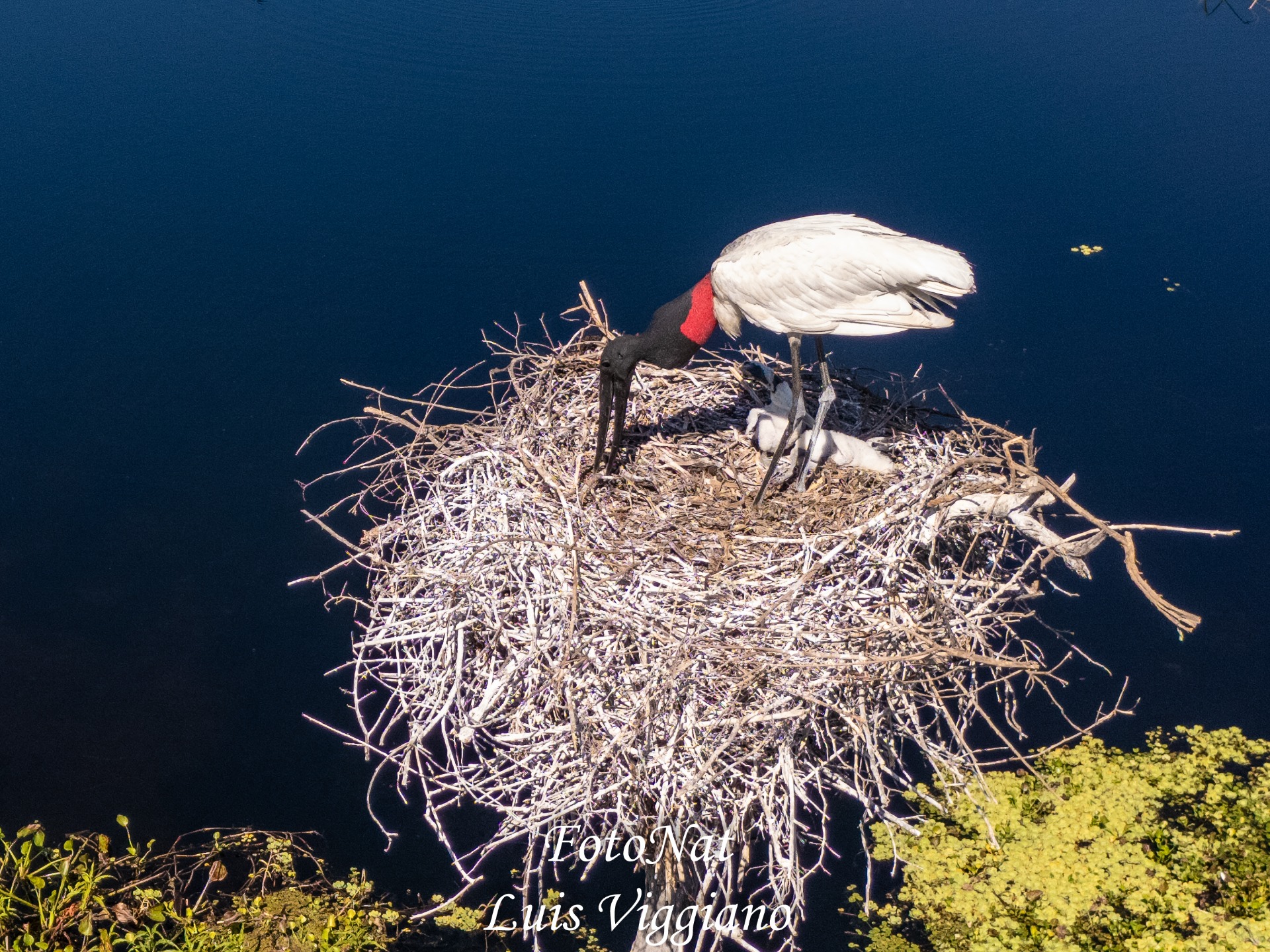un jabiru en su nido