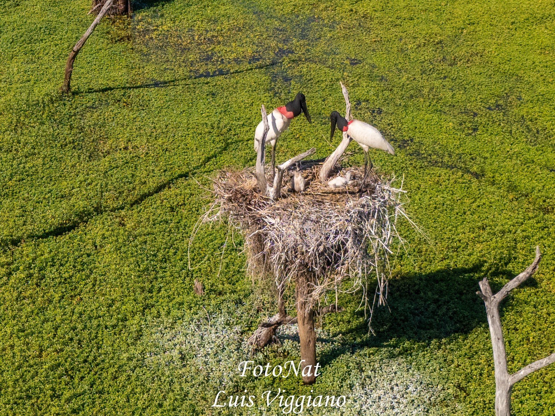 Pareja de Jabirú cuidando sus crias