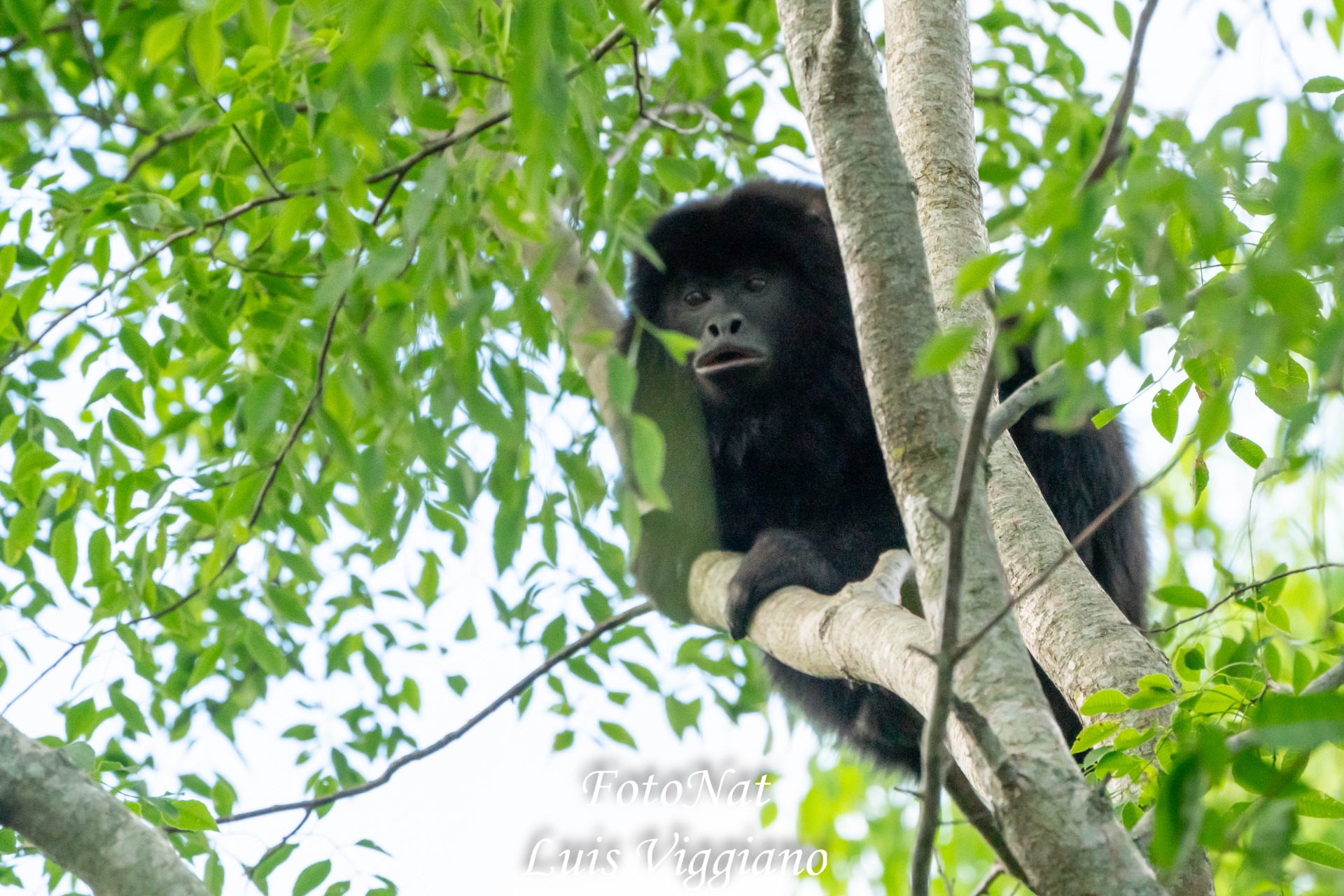 Alouatta caraya / mono carayá macho