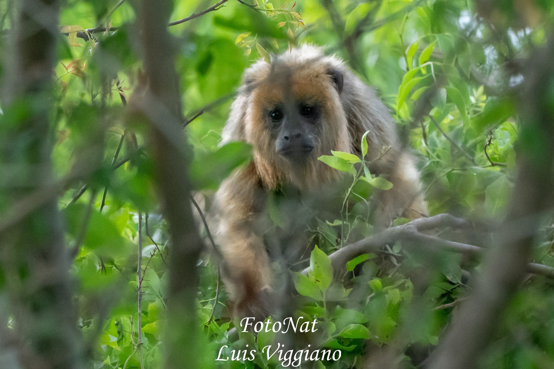 Alouatta caraya / carayá hembra
