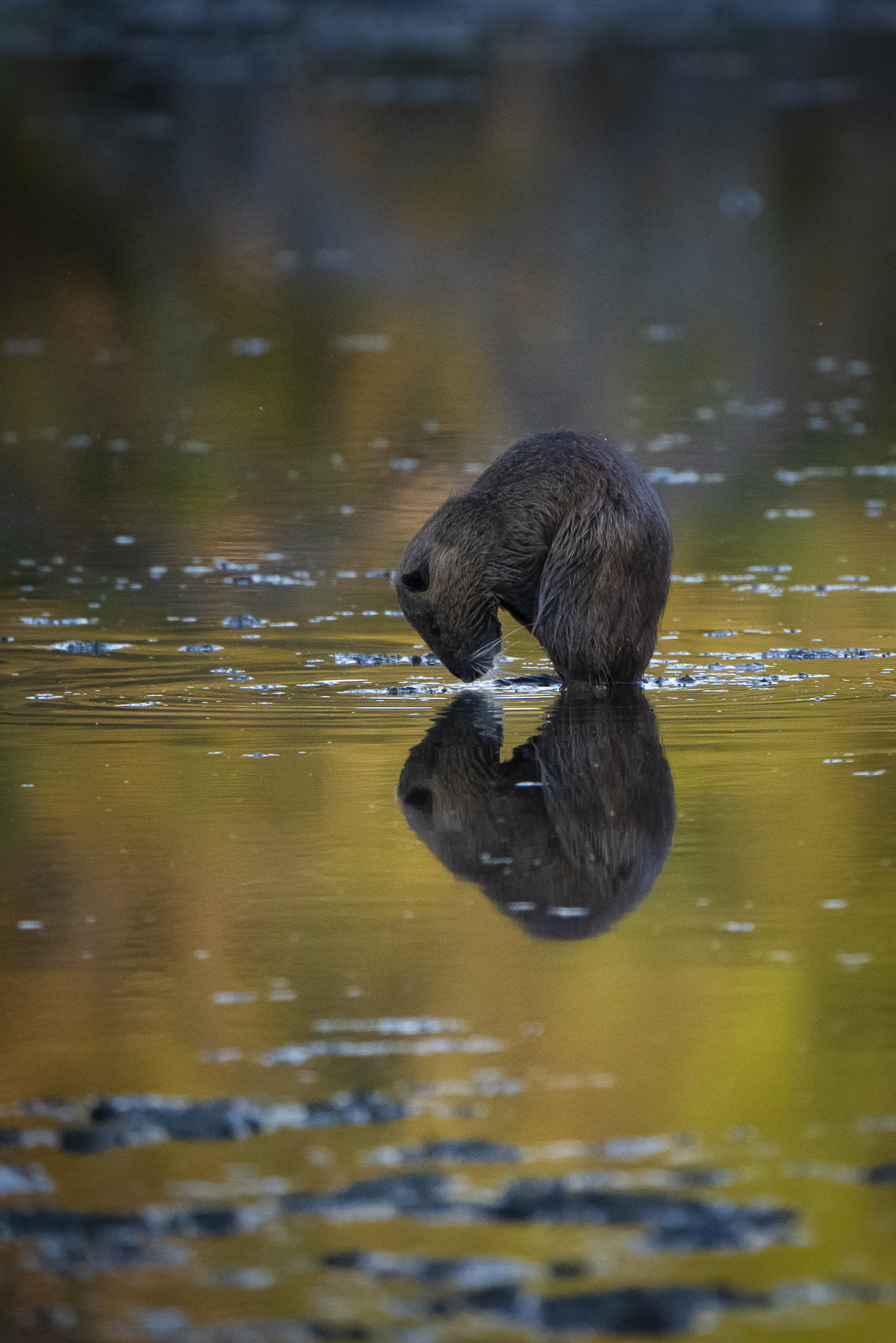 a la hora de la oracion.... Myocastor coipo  / coipo